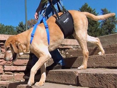 GingerLead dog support sling