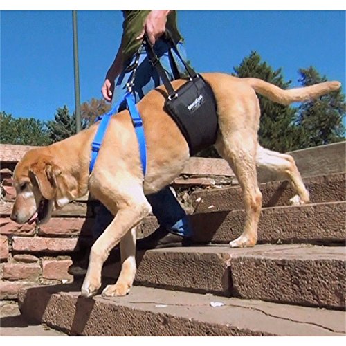 Gingerlead dog 2025 support reviews