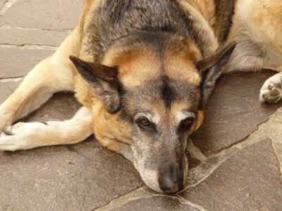 treatment for dogs with arthritis