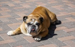 obesity contributes to arthritis pain in dogs
