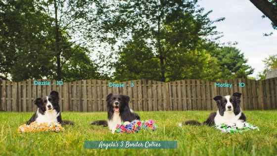 Angela's 3 Border Collies and their snuffle mats