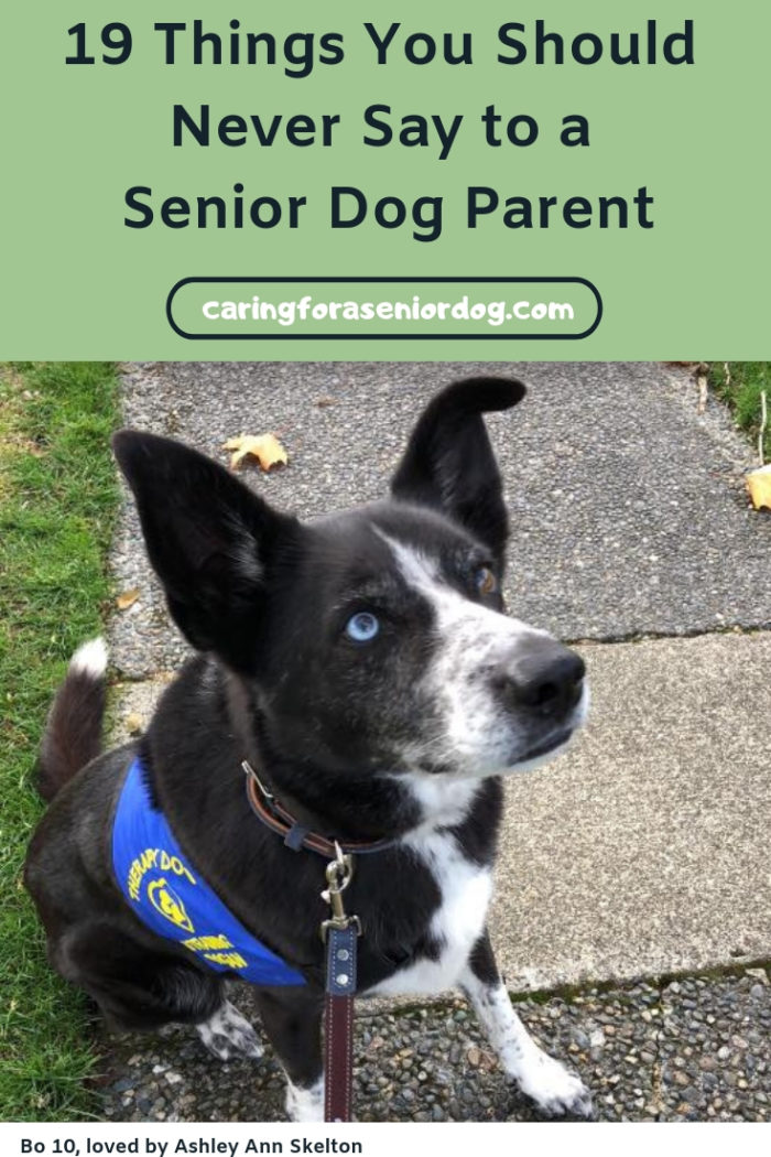 19 things you should never say to a senior dog parent
