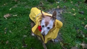 Bring a raincoat when caravanning with your senior dog