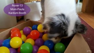 Great idea for how to entertain a bored dog