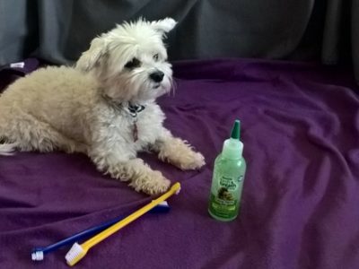 How to choose the best toothbrush for a dog