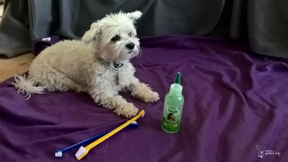 How to choose the best toothbrush for a dog