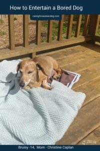 How to Entertain an Old Dog: 6 Ideas for Bored Senior Dogs · The Wildest