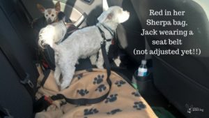 Keep your dogs safe during car travel