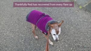 Red suffers from chronic pancreatitis in dogs