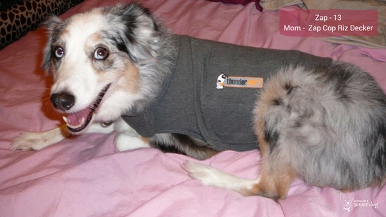 Thundershirt for dogs review