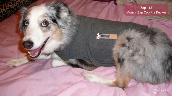 where to buy thundershirt