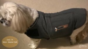 Thundershirts for dogs