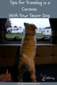 Tips For Traveling in a Caravan With Your Senior Dog