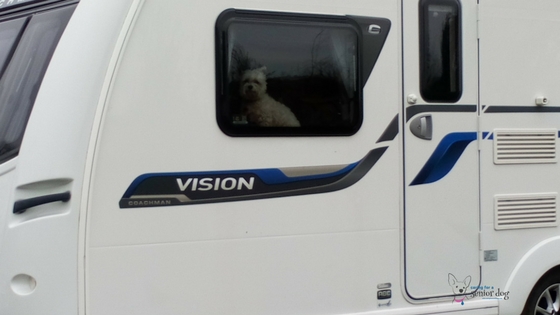 Tips for traveling in a caravan with your senior dog