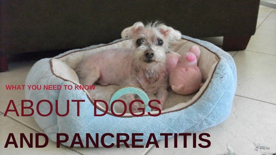 What You Need to Know About Dogs and Pancreatitis