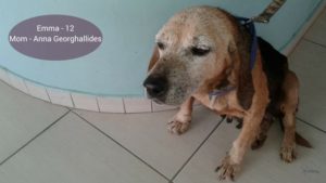 pancreatitis in older dogs