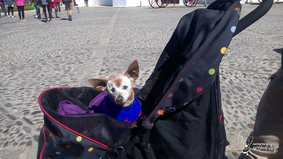 Helping you choose the best pet stroller for your senior dog