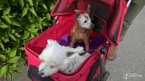 How to choose the best pet stroller for your senior dog