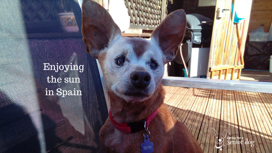 Red enjoying the sun in Spain