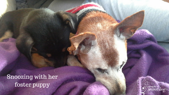 Snoozing with her foster puppy