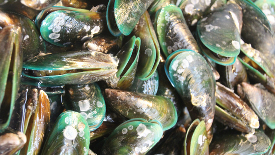Would your senior dog benefit from New Zealand green lipped mussels