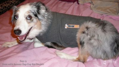 a Thundershirt should be on the list of senior dog supplies