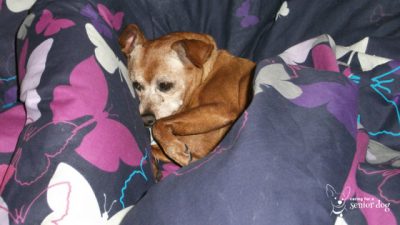 a comforter is a great senior dog supply