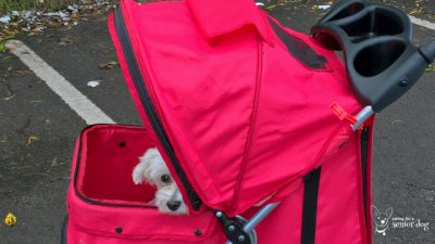 a pet stroller is a must have senior dog supply