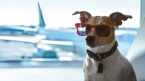 air travel with dogs