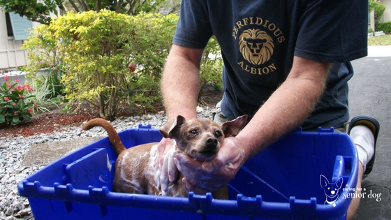 bathing your own dog is a great money saving hack