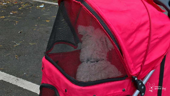 choose a pet stroller that can be fully enclosed