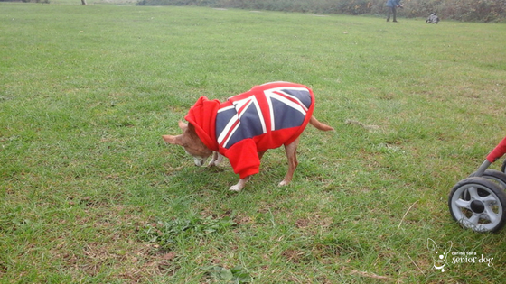 enjoying a walk in the park