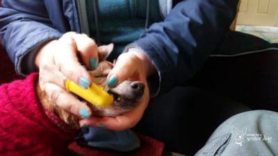 finger toothbrush on senior dog supplies list