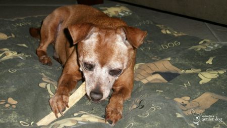 my senior dog Red eating a chew stick