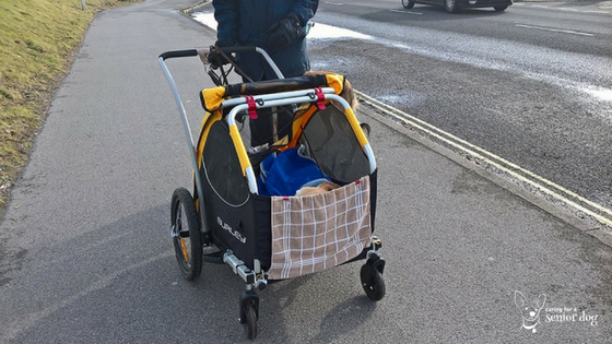 what features should you look for when choosing a dog stroller