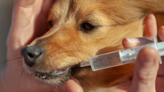 what medications do dogs need