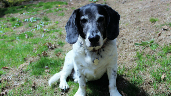 Is your old dog not eating