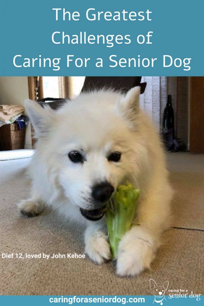 The Greatest Challenges of Caring For a Senior Dog