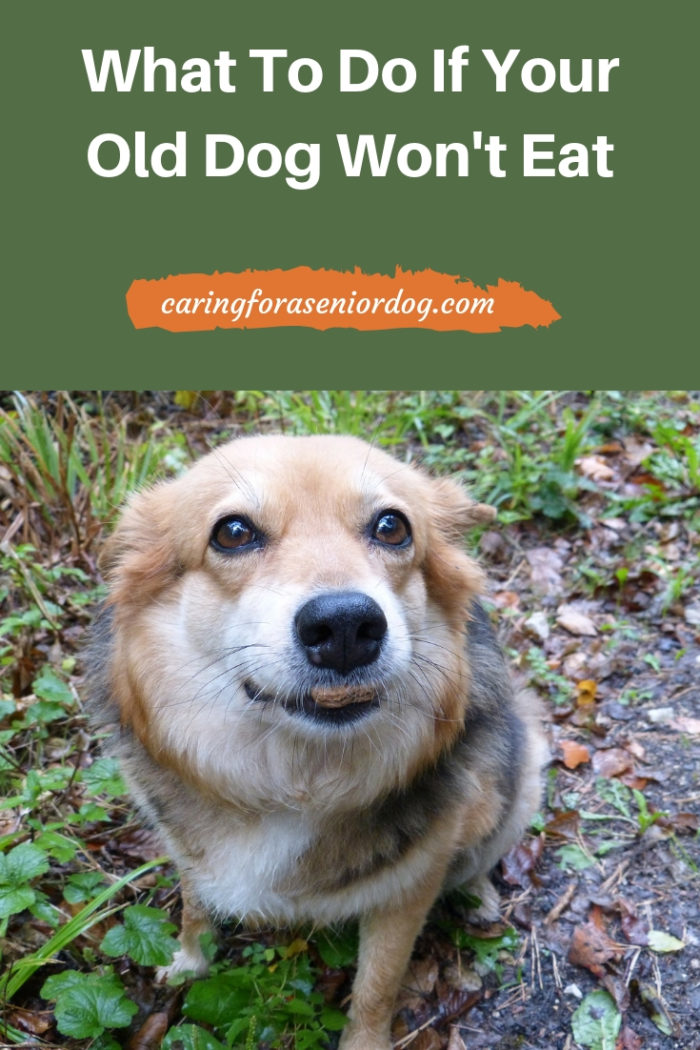 what-to-do-if-your-old-dog-won-t-eat-caring-for-a-senior-dog