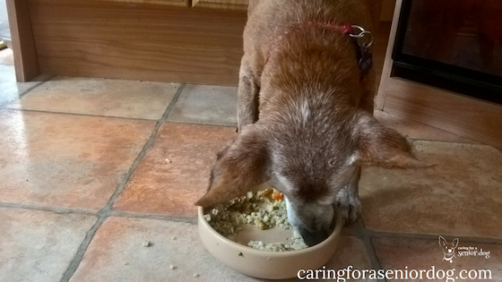 What to do if your senior dog refuses to eat