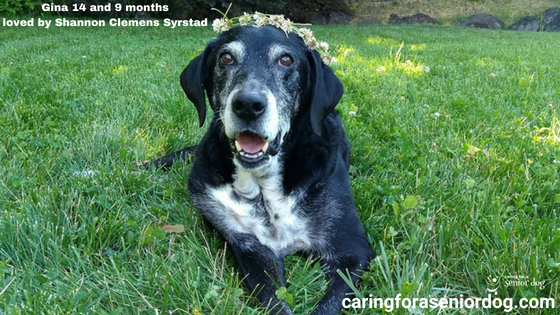 the greatest challenges facing senior dog caregivers