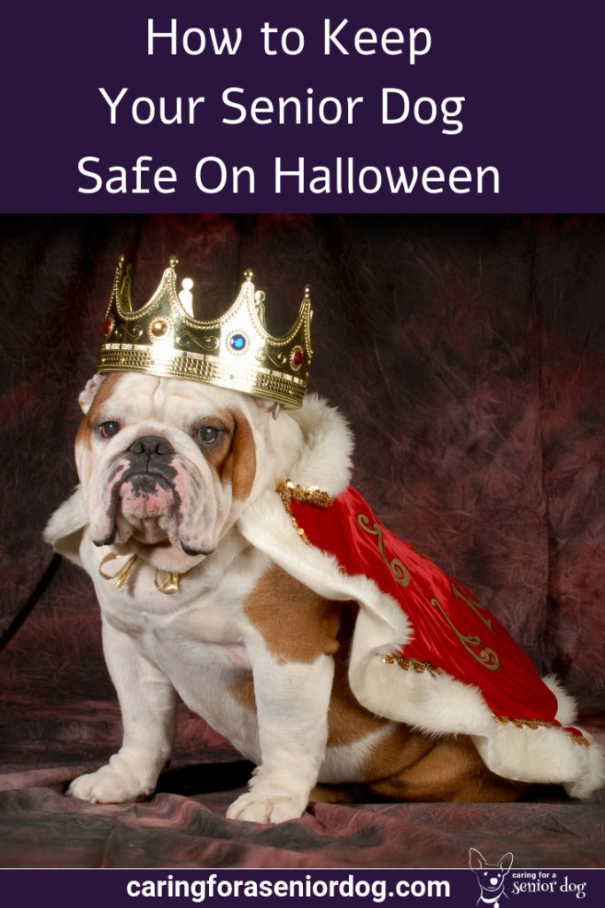 How to keep your senior dog safe on Halloween