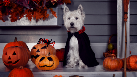 How to keep your senior dog safe on Halloween