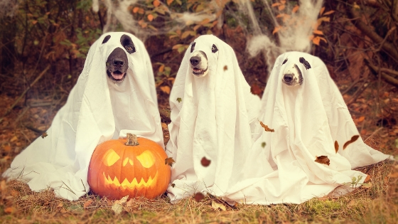 safety tips for pets on Halloween