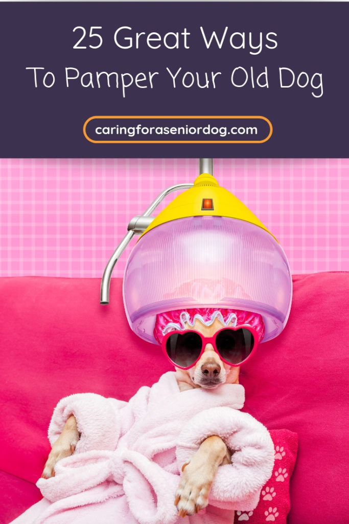 25 great ways to pamper your old dog