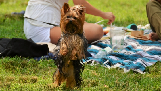 a picnic is a great way to pamper your pet