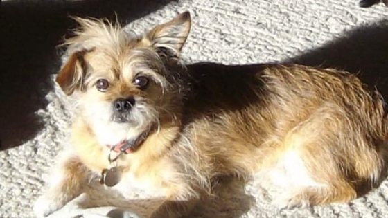 such a cute old dog named Dexter loved by Rachel Webber