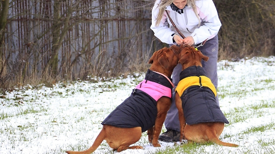 Exercising your senior dog in cold weather