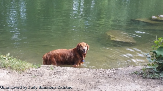 old dog Gina loved by Judy Simmons Caliano