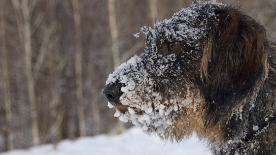 How to exercise your old dog safely in the winter